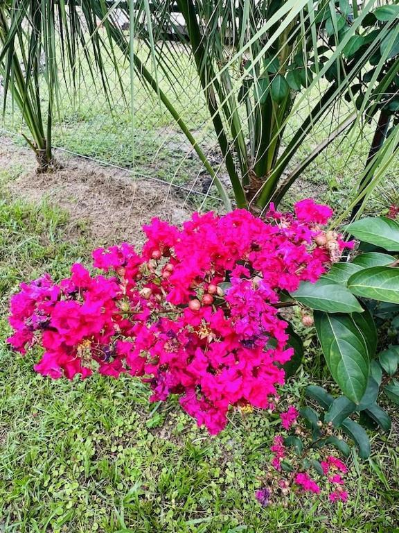 Villa House Of Shells, Beautiful Garden, Fenced Yard, Dog Friendly, Fire Pit! Crystal River Exterior foto